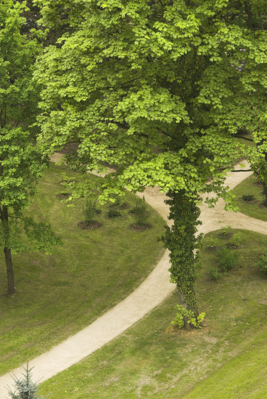 Neu_2009-05-08_Nothofagus_DD_LfM_024.jpg