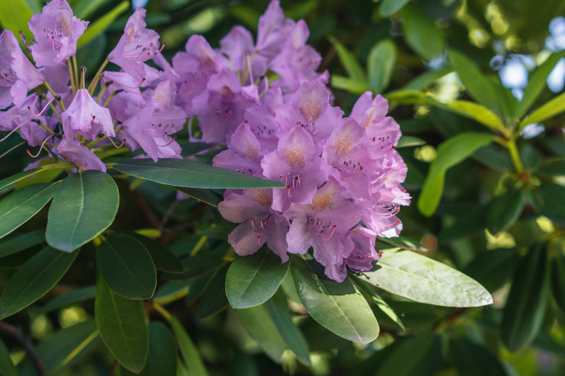 DSC04177-2-2.jpg