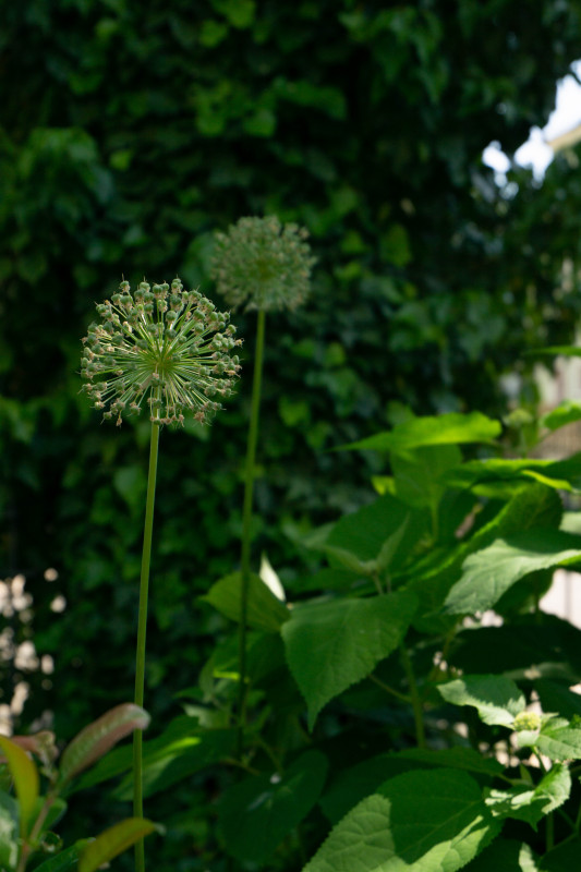 DSC04302-2.jpg